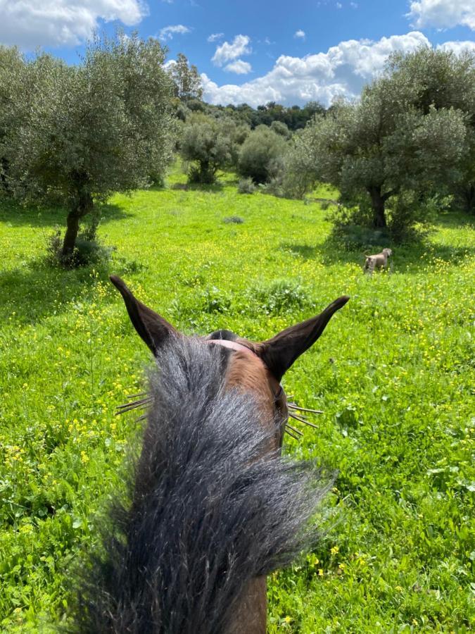 Casa Rural El Vihuelo エル・ボスケ エクステリア 写真